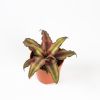Криптантус микс Cryptanthus mix 8/5