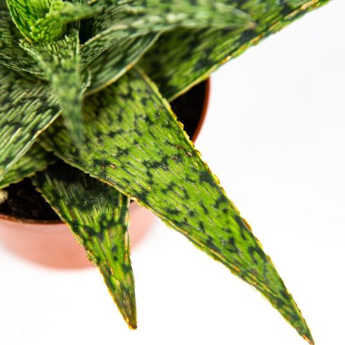 Алоэ микс Aloe mix 12/8,5