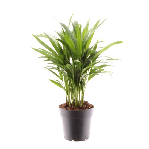 Дипсис желтоватый Dypsis lutescens 50/14 (Н)