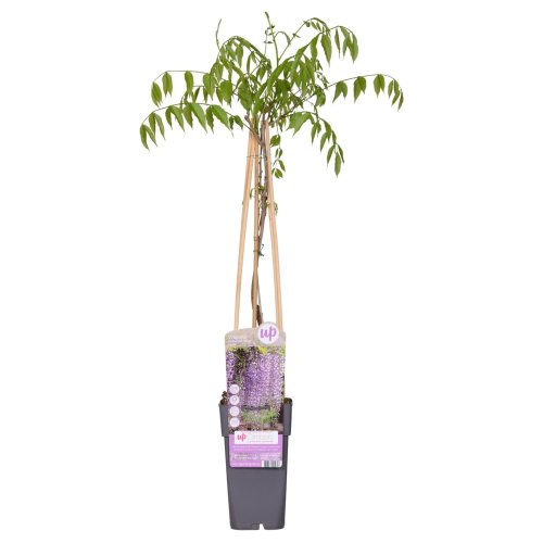 Глициния обильноцветущая Macrobotrys 1/2 ШТАМБ с18 Wisteria floribunda MEZZO FUSTO