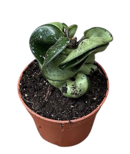 Хойя Hoya Carnosa Compacta Green 2/6 (Н)