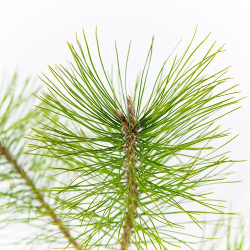 Сосна черная австрийская Pinus nigra austriaca 2л (К)
