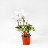 Цикламен Halios Cyclamen Halios midi р11