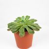 Эхеверия микс Echeveria mix 15/12 (Н)