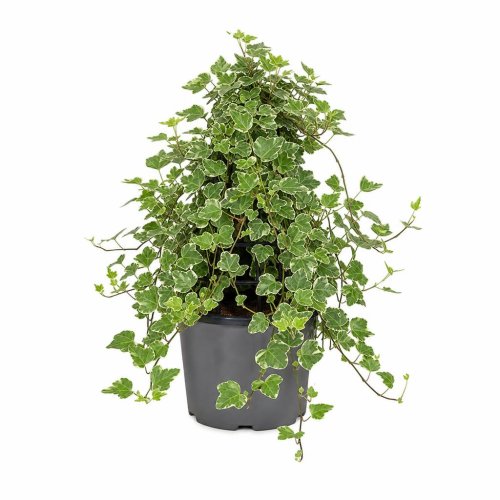 Плющ обыкновенный Variegata ТРЕНОГА с35 100/150