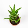 Алоэ микс Aloe mix 12/5