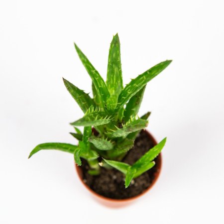 Алоэ микс Aloe mix 12/5