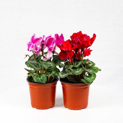 Цикламен микс Cyclamen mix р13