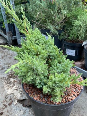 Можжевельник чешуйчатый Блю Швед Juniperus squamata Blue Swede 10л (ЗК)