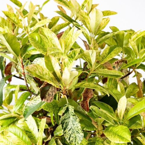 Фотиния пильчатая Pink Crispy 1/4 ШТАМБ декор.кашпо с14 100/120 Photinia serratifolia 1/4 Fusto (И)