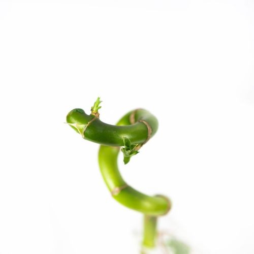 Драцена Сандера Лаки Бамбук Lucky Bamboo Stem Spiral 30cm In Tube Vase Colormi 30/6 (Н)