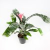 Эхмея Праймера Aechmea Primera XL 65/15