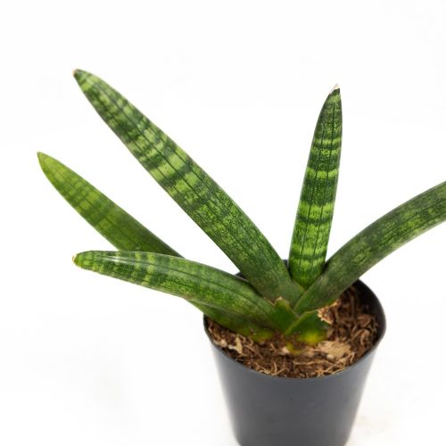 Сансевиерия цилиндрическая Sansevieria Twisted Stem 33/9