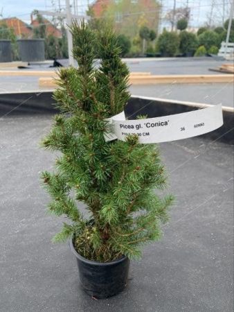 Ель канадская Коника Picea glauca Conica 2л/3л (Н)