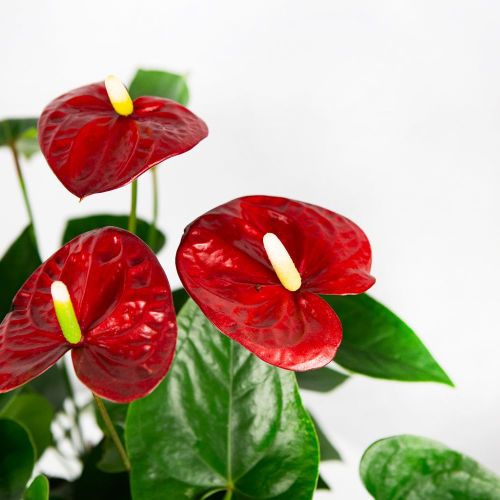 Антуриум Андре Алоха Ред Anthurium andraeanum Aloha Red 65/21 (Н)