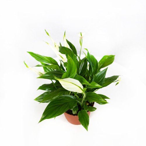 Спатифиллум Свит Бенито Spathiphyllum Sweet Benito 5+ 55/13 (Н)