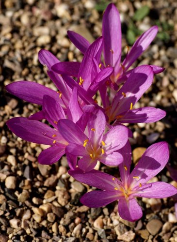 Колхикум Киликикум Colchicum cilicicum 18/20 1шт