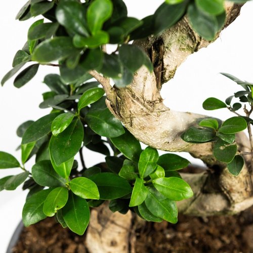 Фикус гинсенг S-образный Ficus ginseng S-type 90/32 (Н)