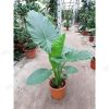 Алоказия крупнокорневищная Alocasia macrorrhizos 140/35 — цена в LETTO