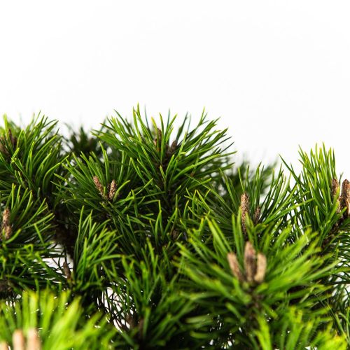 Сосна горная Mops ШТАМБ с7,5 40 Pinus mugo Mops STEM (H)