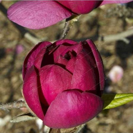 Магнолия Блэк Тулип 70/23 Magnolia Black Tulip (Н) 