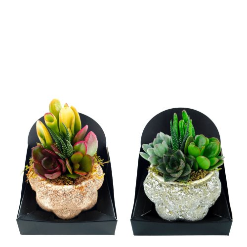 Суккулент микс Succulenten mix 16/10 (Н)