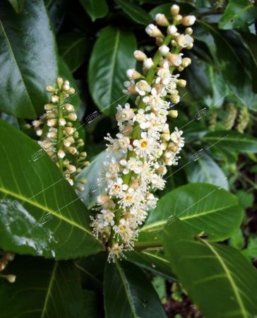 Лавровишня лекарственная Этна полуштамб 60-80 Prunus Laurocerasus Etna mezzo fusto 45л (И)