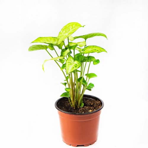 Сингониум Syngonium Golden Allusion р13