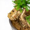 Бонсай Араукария Bonsai Araucaria Cunninghamii 65/23 (Н)