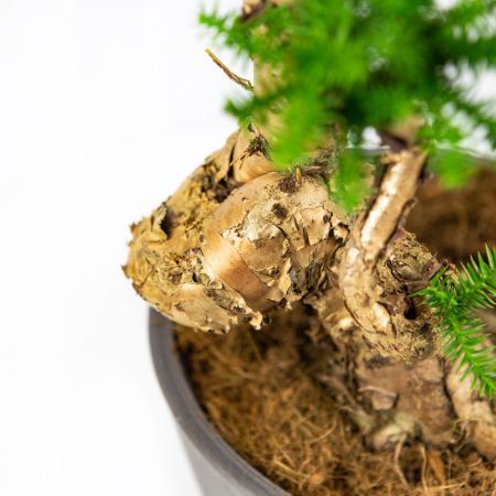 Бонсай Араукария Bonsai Araucaria Cunninghamii 65/23 (Н)