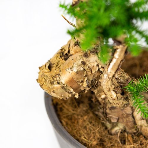 Бонсай Араукария Bonsai Araucaria Cunninghamii 65/23 (Н)