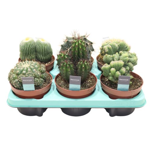 Кактус микс Cactus mix 30/12 (Н)