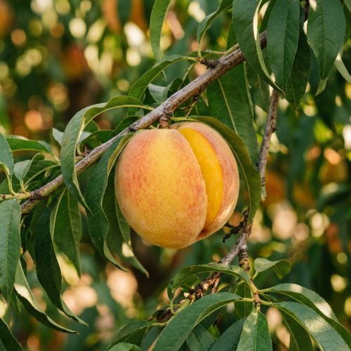 Персик Fairhaven (желтая мякоть) 1/2 ШТАМБ с10 180/200 Prunus persica Fairhaven 1/2 Fusto (И)