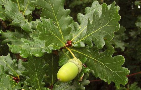 Дуб черешчатый 200/225 Quercus robur 7,5л (Н)