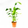 Стрелиция Николая Strelitzia nicolai 90/21