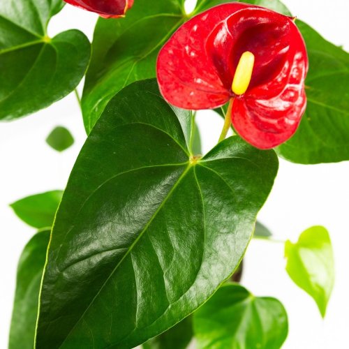 Антуриум Андре Джамбо Ред Anthurium andraeanum Jambo Red 5+ 60/14