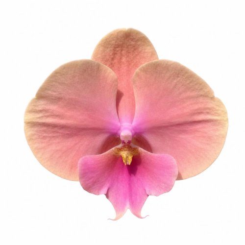 Фаленопсис Рэйнбоу Кэнди Phalaenopsis Rainbow Candy (В4)