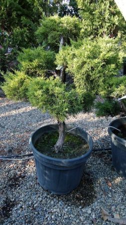 Можжевельник БОНСАЙ средний пфитцериана Олд Голд Juniperus pf. Old Gold BONSAI 80-100CM 45л. (H)