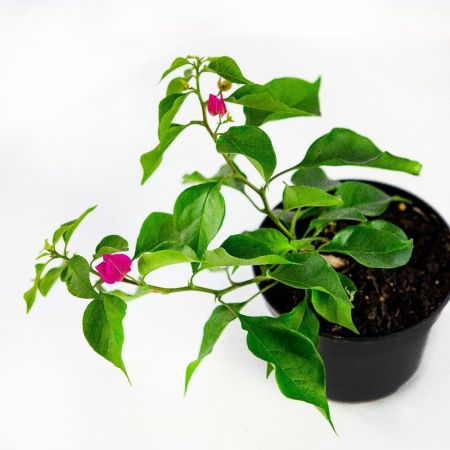 Бугенвиллия Bougainvillea р13