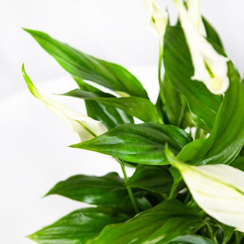 Спатифиллум Свит Бенито Spathiphyllum Sweet Benito 5+ 55/13 (Н)