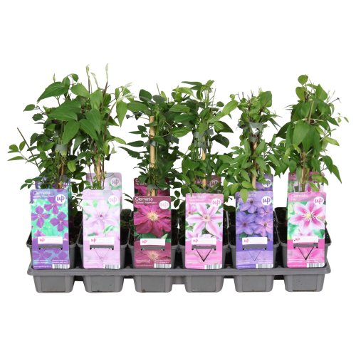 Клематис микс Clematis mix Р9 (Н)