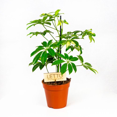 Шеффлера Герда Schefflera Gerda 45/13