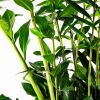 Замиокулькас Zamioculcas 10+ 100/21
