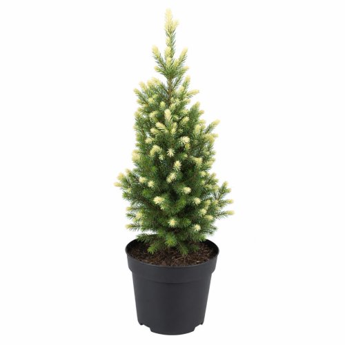 Ель канадская Picea glauca Daisy's White 40/19 (Н)