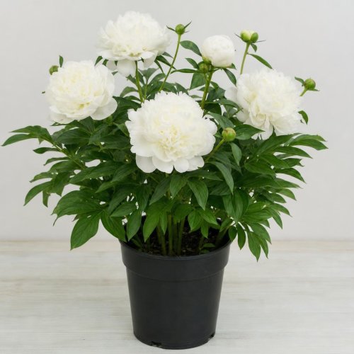 Пион травянистый DUCHESSE DE NEMOURS (ранний, белый, ароматный, куст 90/100см, цветок 10/15см) c7