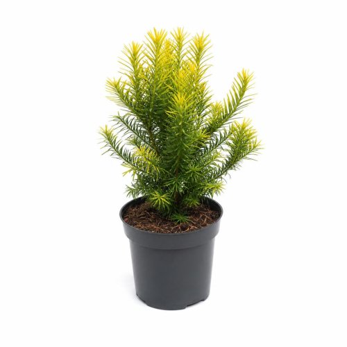 Тис средний Taxus media Goldstrike р9 (H)