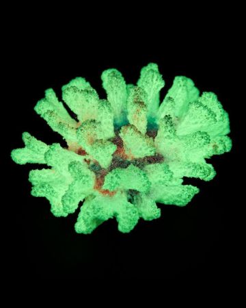 декор для аквариума коралл брокколи фиолетовый, люминофор 14*13*7см