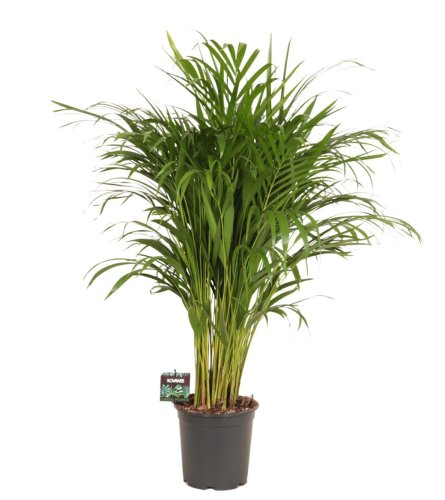 Дипсис желтоватый Dypsis lutescens 125/21 (Н)