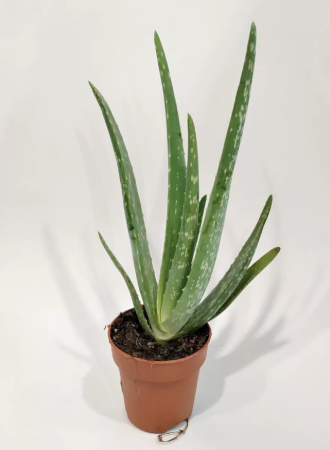 Алоэ настоящее Aloe vera 60/25