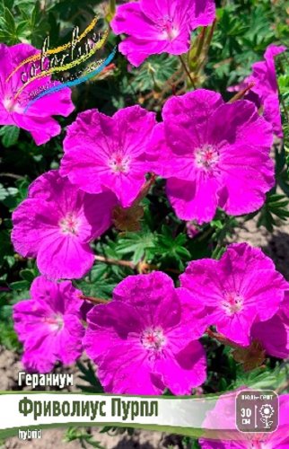 Гераниум Фриволиус Пурпл Geranium Frivolius Purple I 1шт, капер, Колорлайн